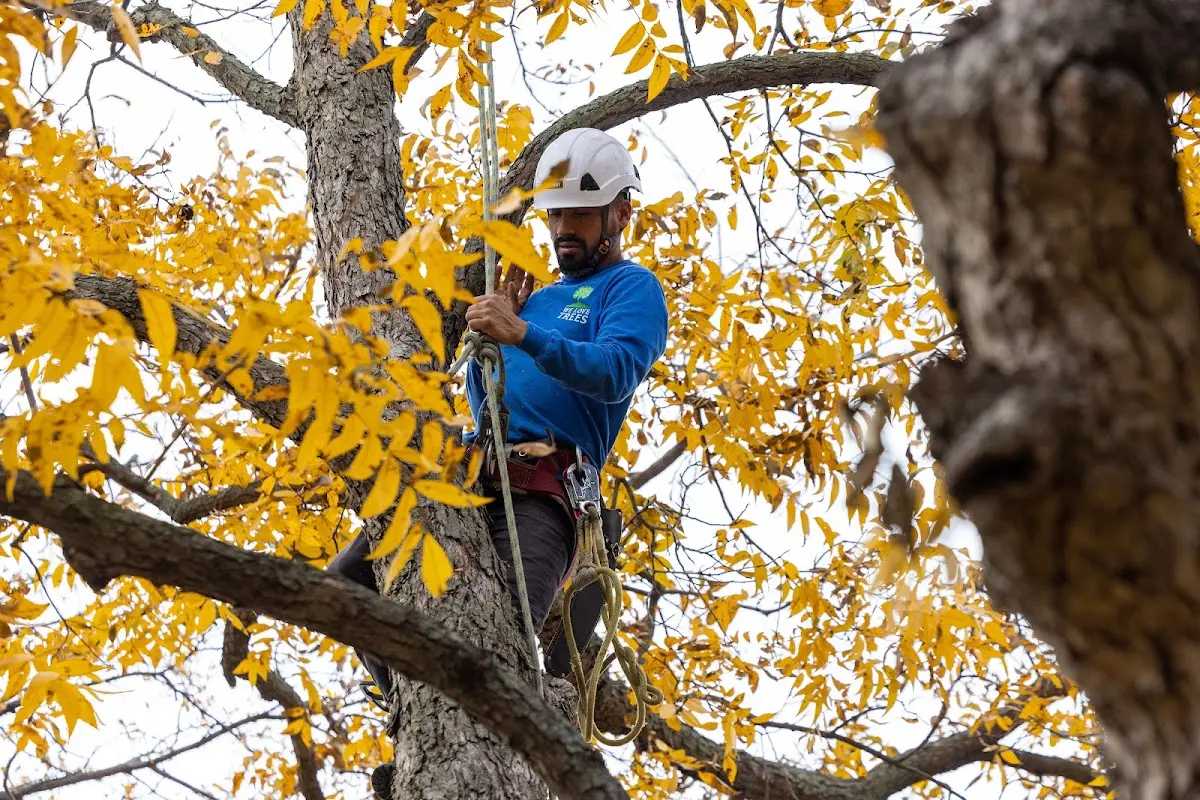 Skilled Tree Transplanting crew working in Eldon